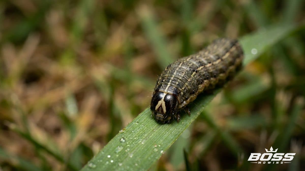 Fall Armyworms in Oklahoma: How to Spot Them Before They Eat Your Lawn