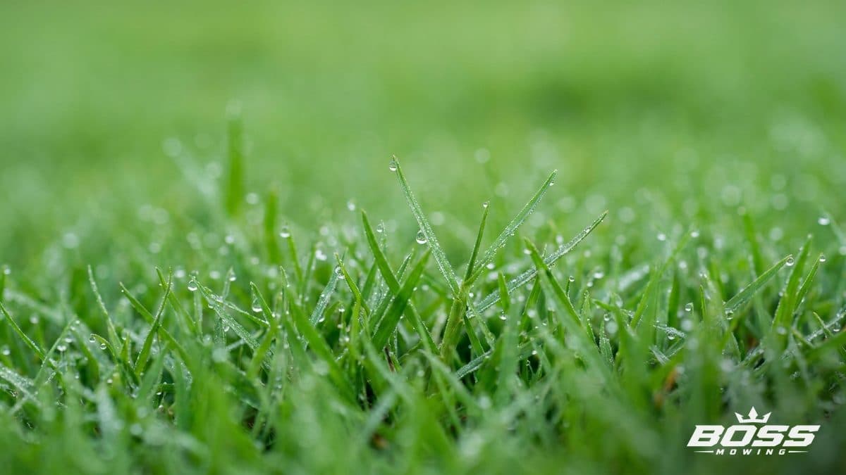 Bermuda, Zoysia, or Fescue? Picking the Right Grass for an Oklahoma Lawn